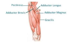 adductors