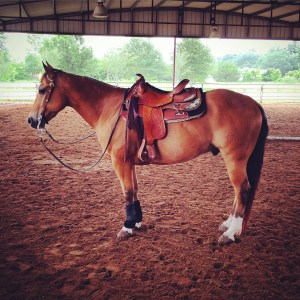 Dunnie, looking handsome at the end of May 2016.