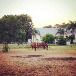Dunnie, being happy with Happy.