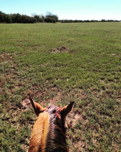 A new view between the ears as Dunnie and I head out to the trails at 7IL Ranch.